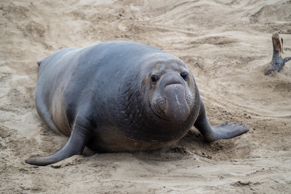gray seal on sand