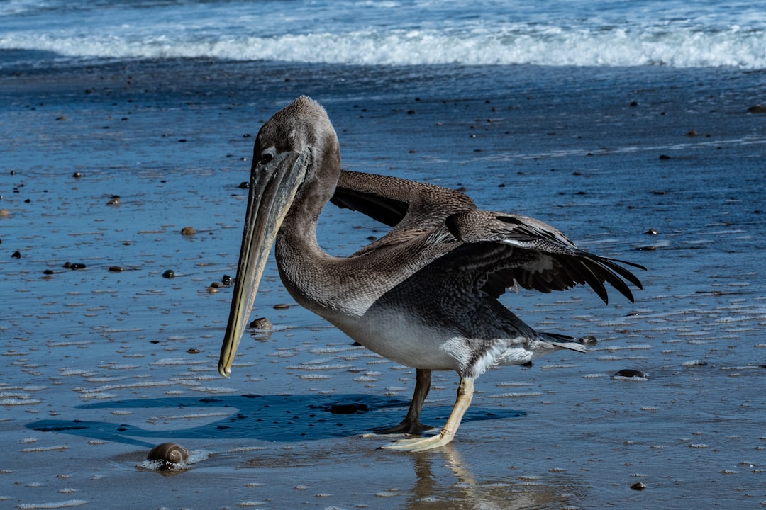 gray pelican
