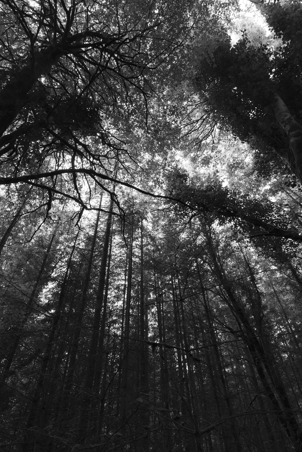 fotografia de baixo ângulo em tons de cinza de árvores