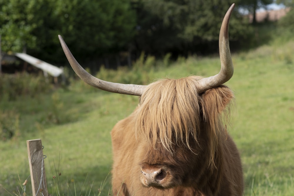 selective focus photo of ram