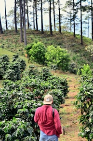 man walking on walkway beside plants