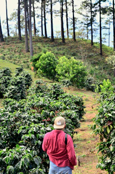 man walking on walkway beside plants