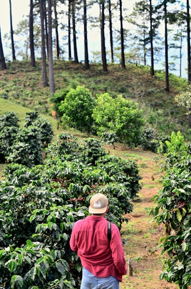 man walking on walkway beside plants