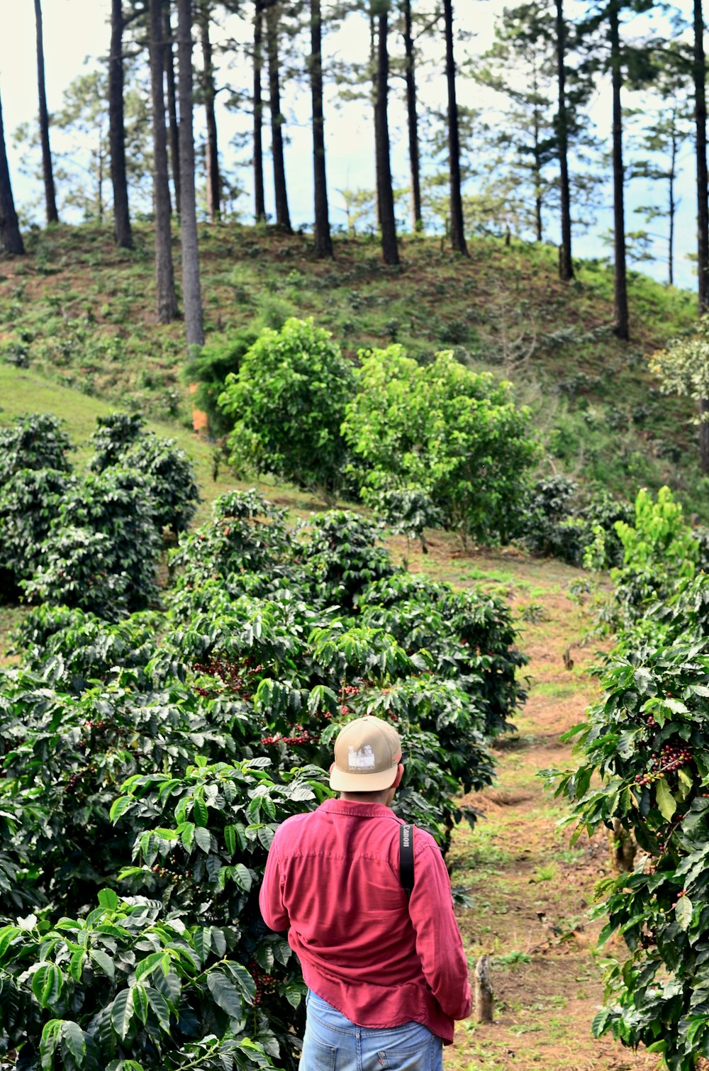 man walking on walkway beside plants