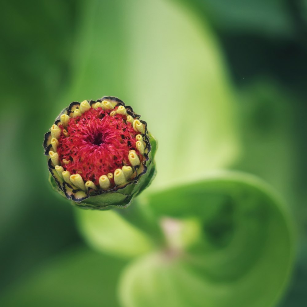 red flower in bloom