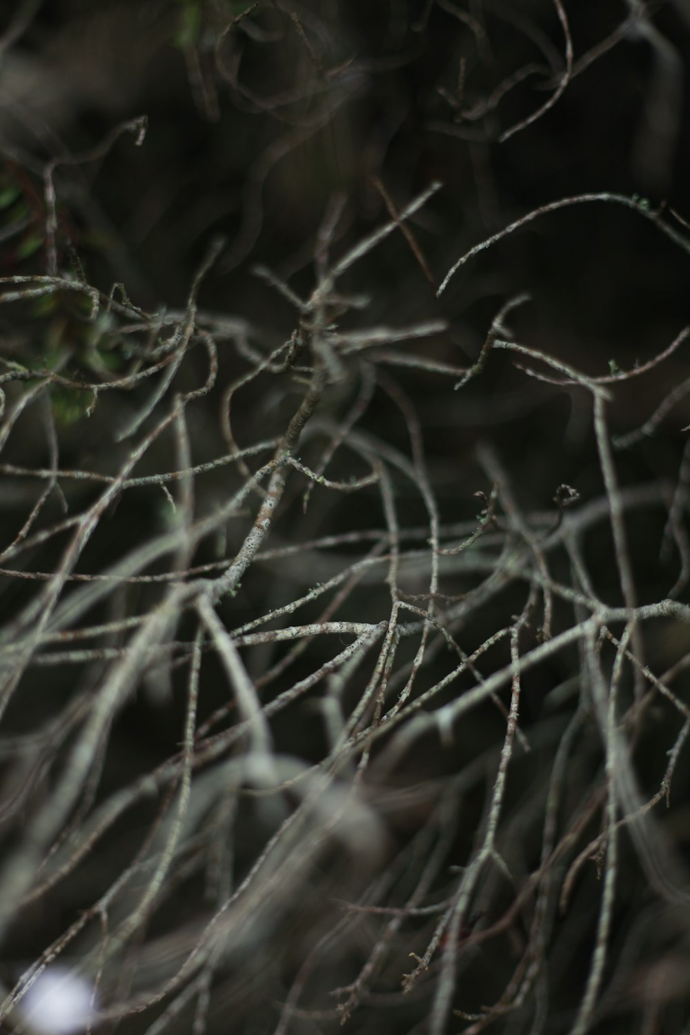 a close up of a tree branch with no leaves