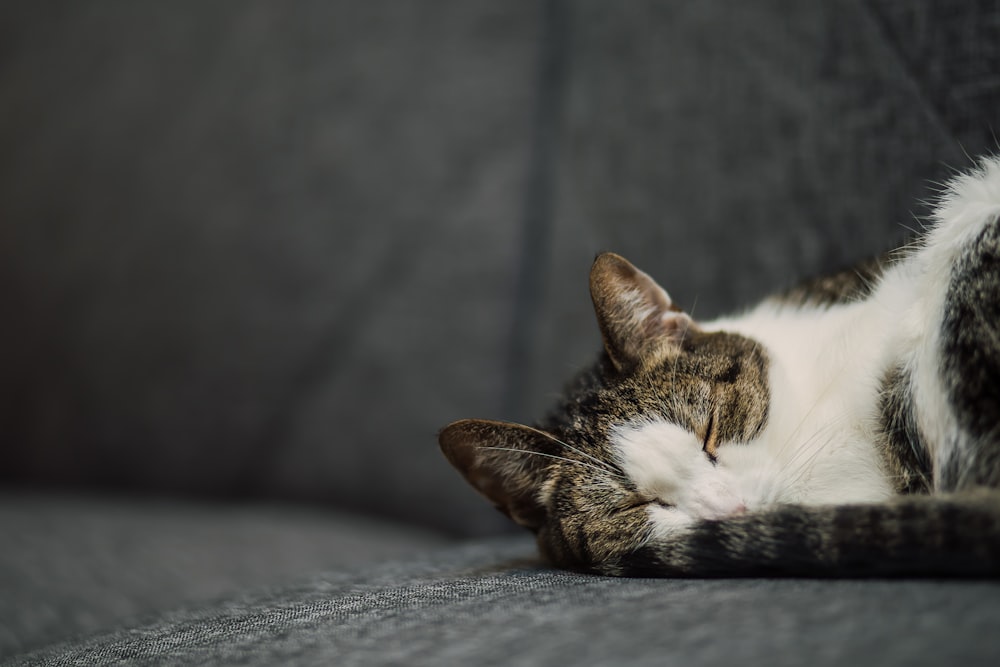 black and white cat