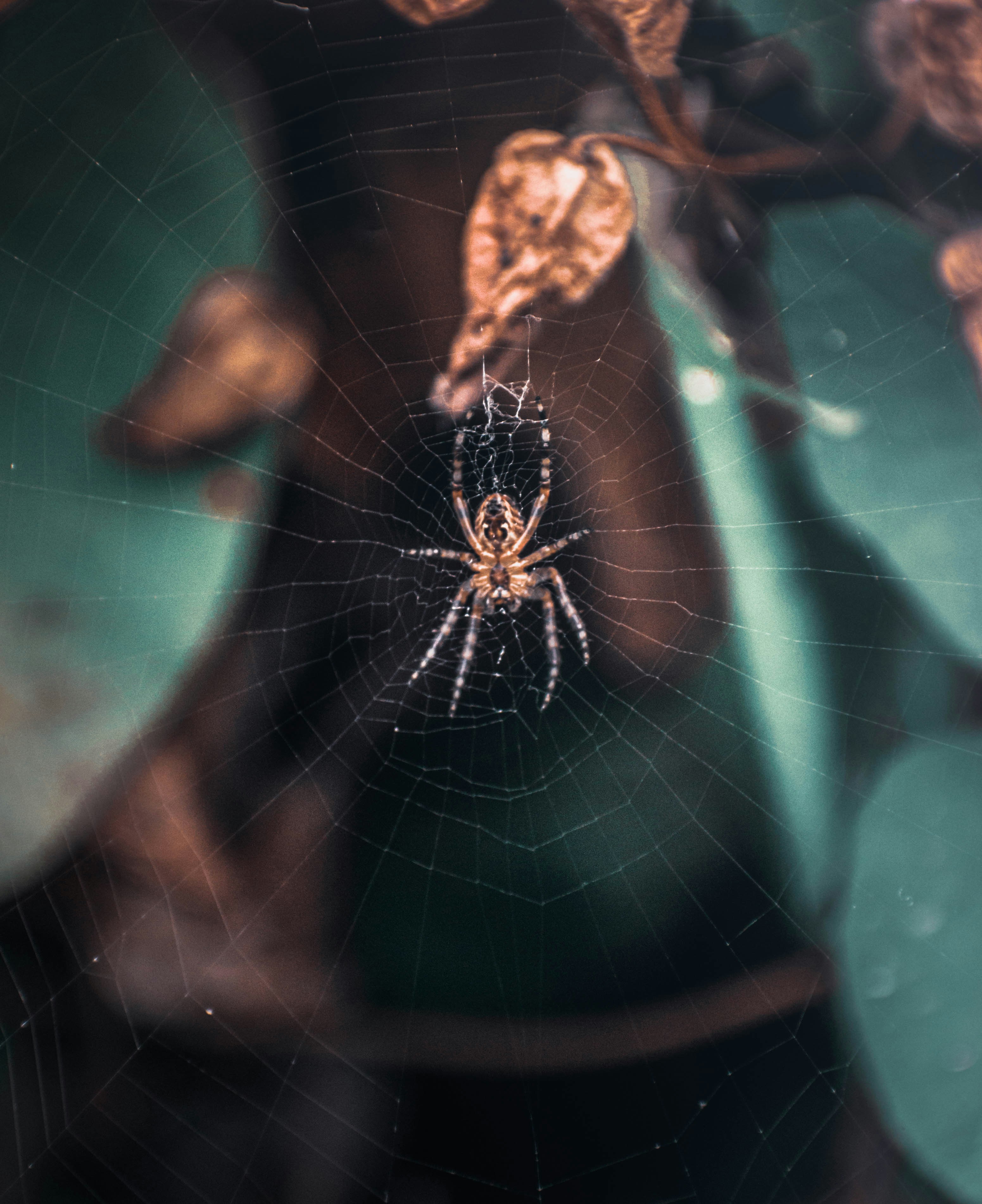 Photo by alienaperture