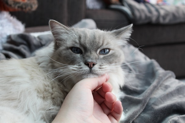 A fluffy gray cat enjoying the pet hair removal glove with a contented expression.