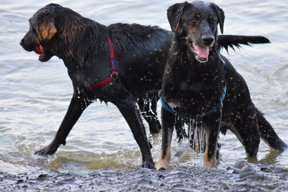 two black dogs