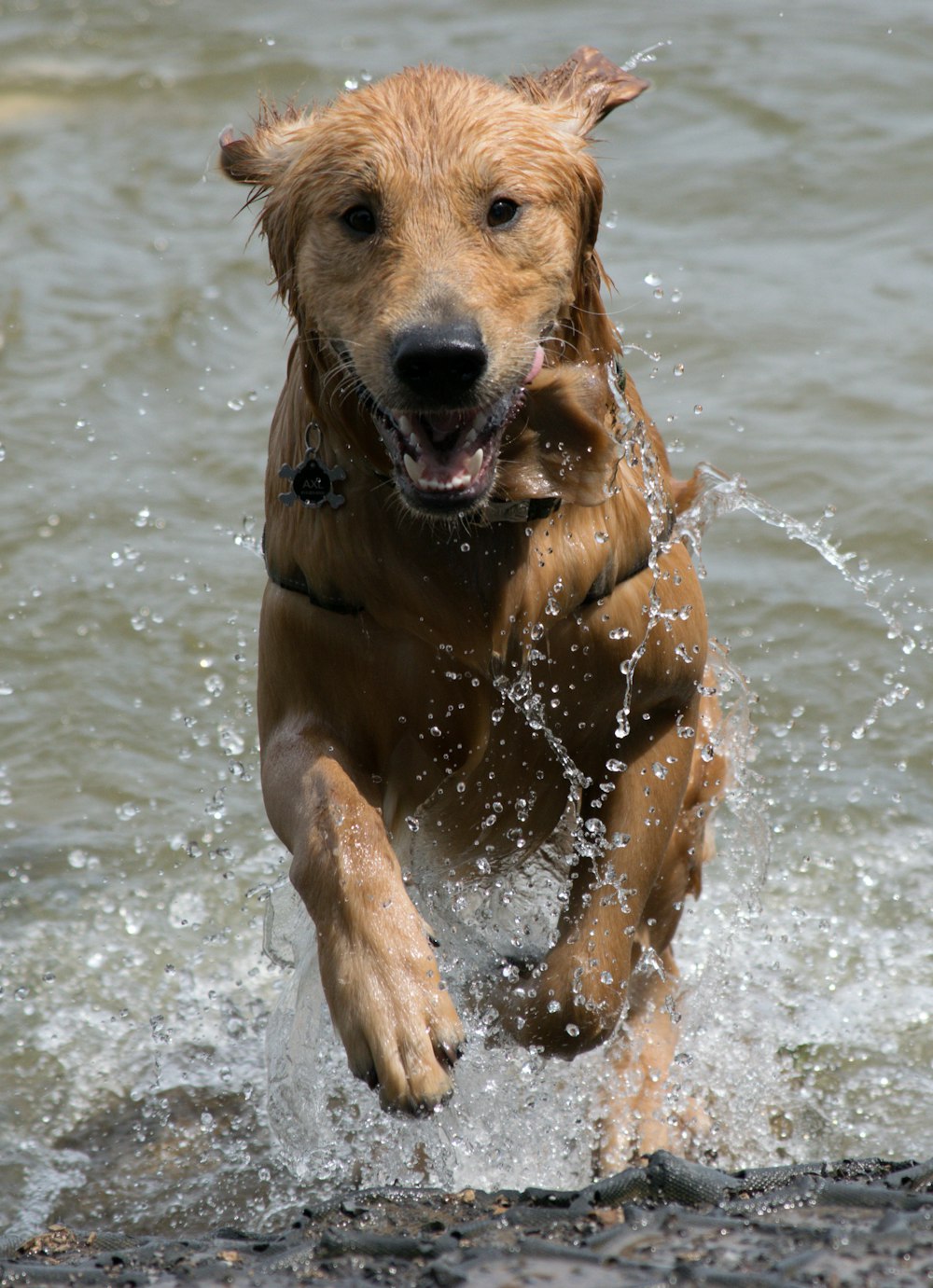 dog on water