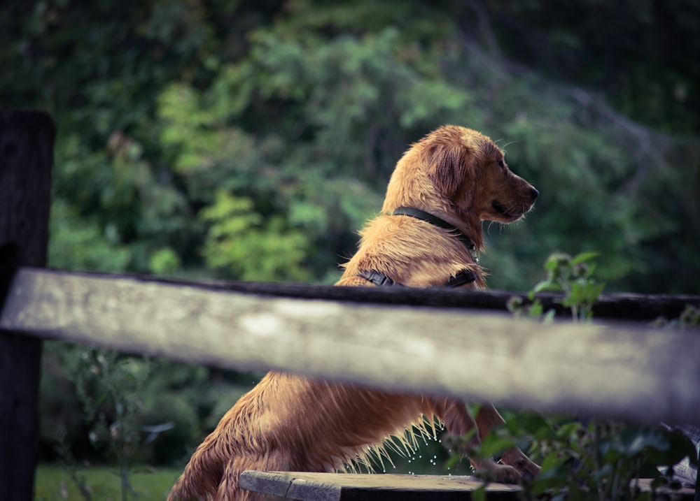 dark golden retriever leaning on fence