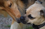 Close-up of two dogs sniffing each other, showing friendly social behavior