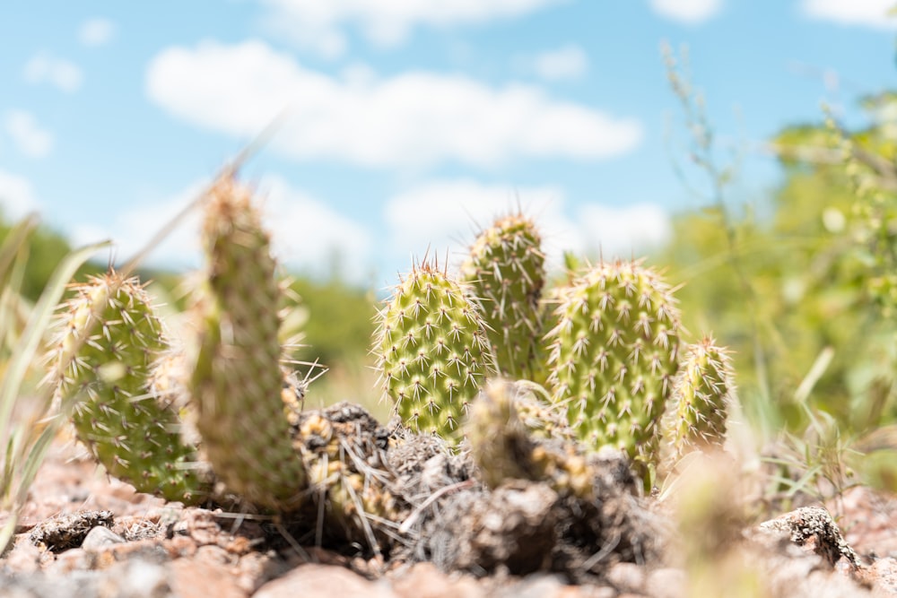 green cactus plant