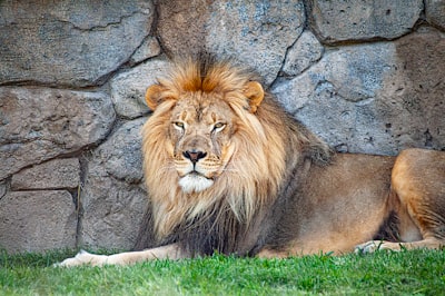 adult lion resting beside wall poised teams background