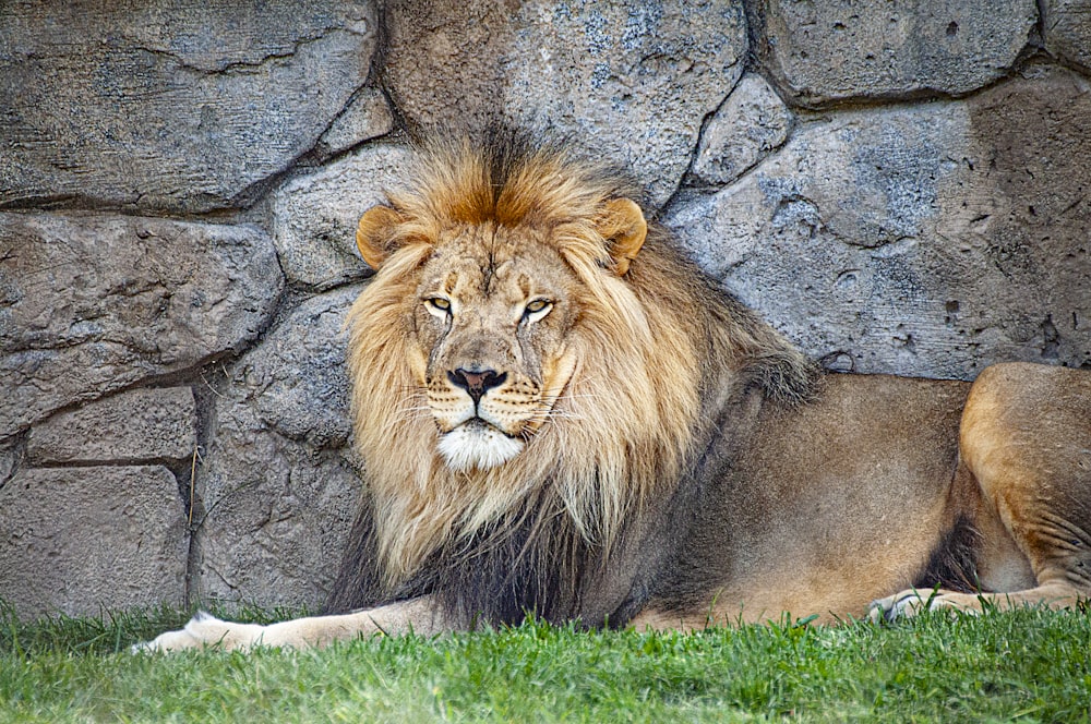 adult lion resting beside wall
