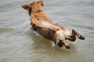 A brown dog is captured mid-leap, diving enthusiastically into the water. Its fur is wet and it splashes droplets as it moves, showcasing its athleticism and energy.
