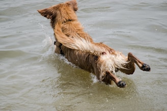 A brown dog is captured mid-leap, diving enthusiastically into the water. Its fur is wet and it splashes droplets as it moves, showcasing its athleticism and energy.