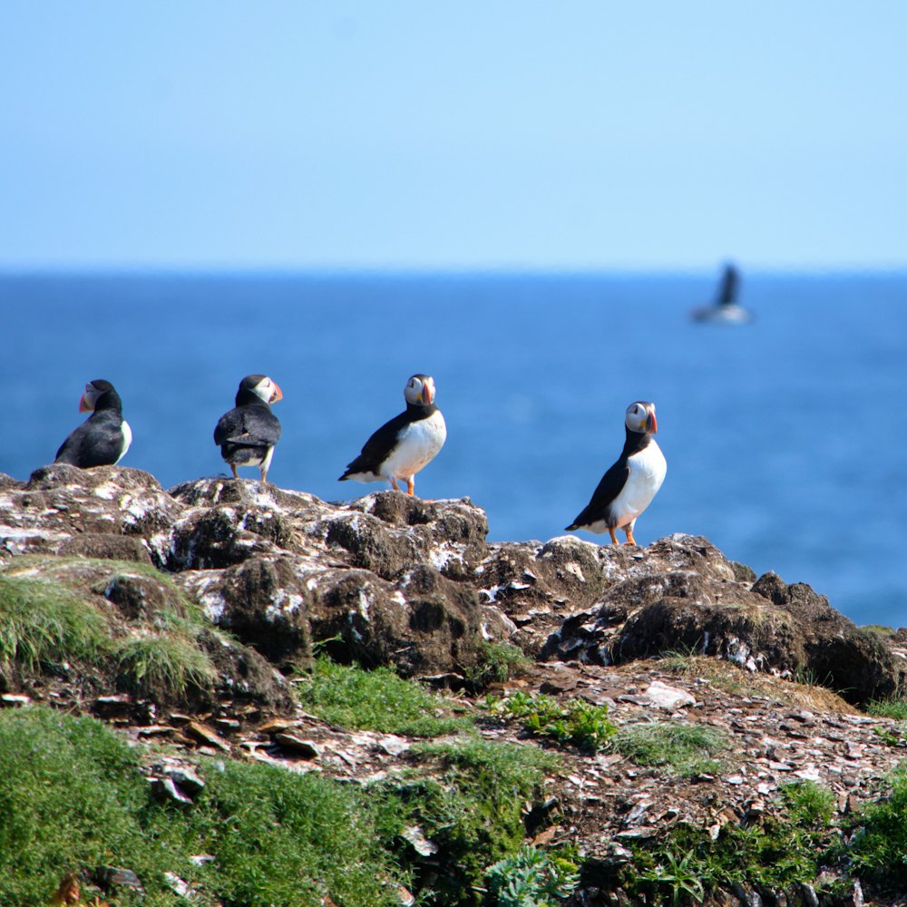 birds on cliff