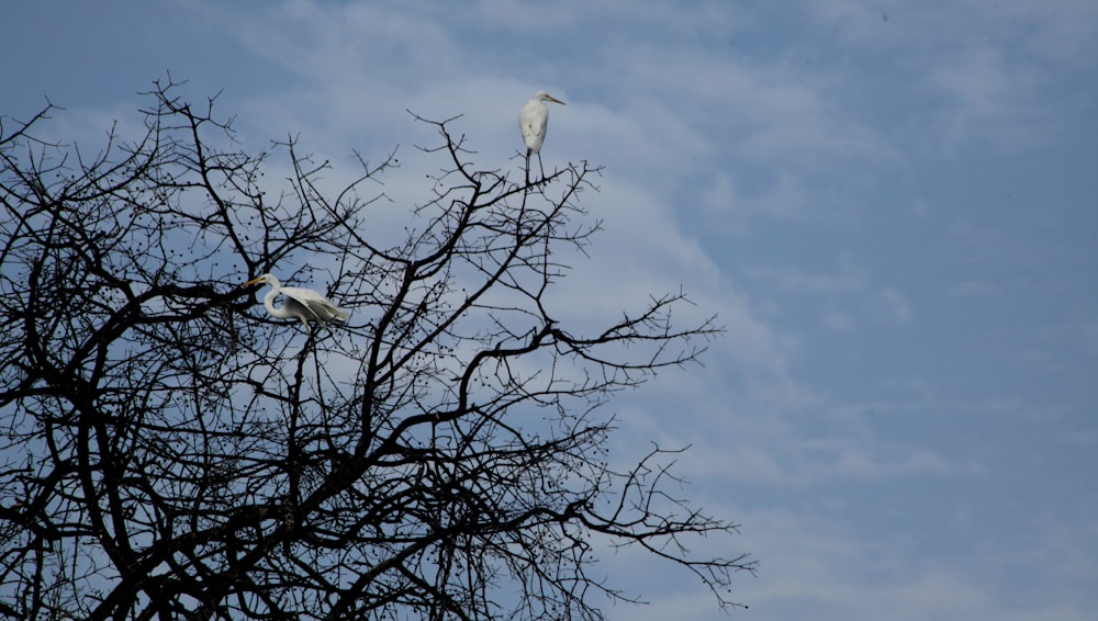uccello appollaiato sull'albero