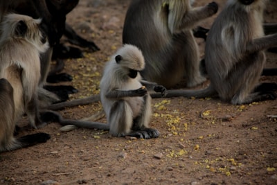 A group of gray langurs is seated on a dirt ground. The central monkey appears to be examining something in its hands closely. The surroundings are scattered with small bits of food or debris, suggesting a natural or forested environment.