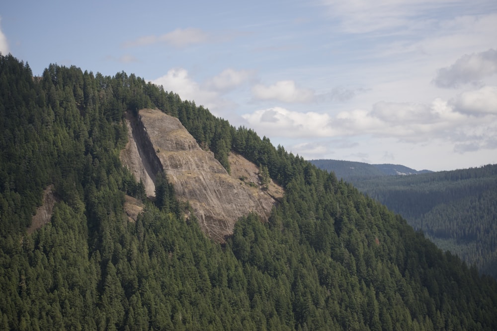 aerial photo of forest