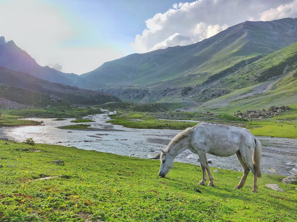 white horse on field