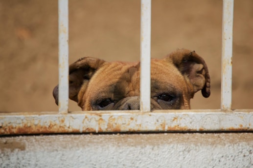 A bulldog peeks through rusty white bars, with only its eyes and head partially visible. The background consists of a plain, earthy surface.
