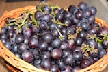 Harvest baskets overflowing with freshly picked grapes.