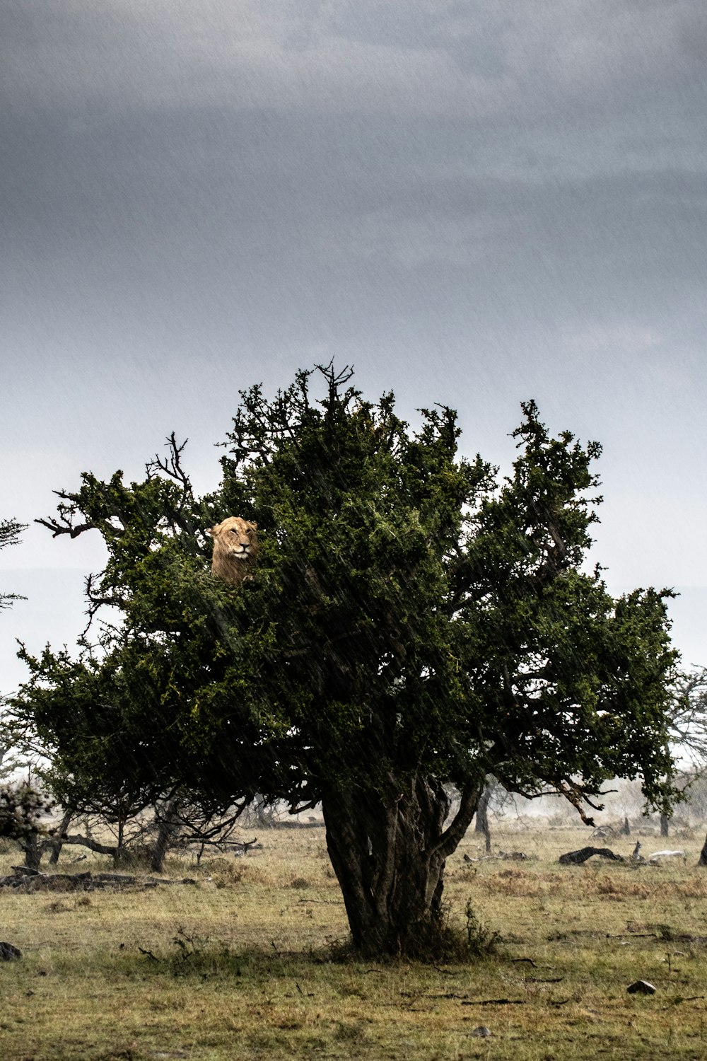 brown tiger on green tree