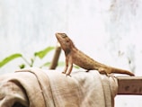 brown lizard on brown textile