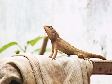 brown lizard on brown textile