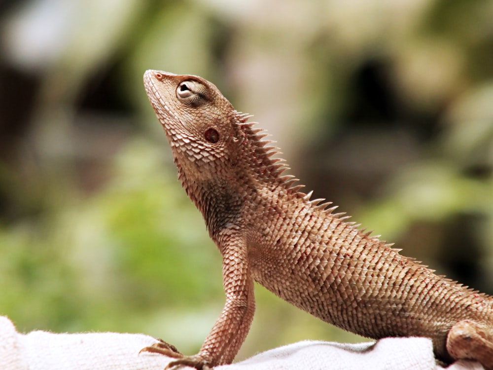 brown lizard