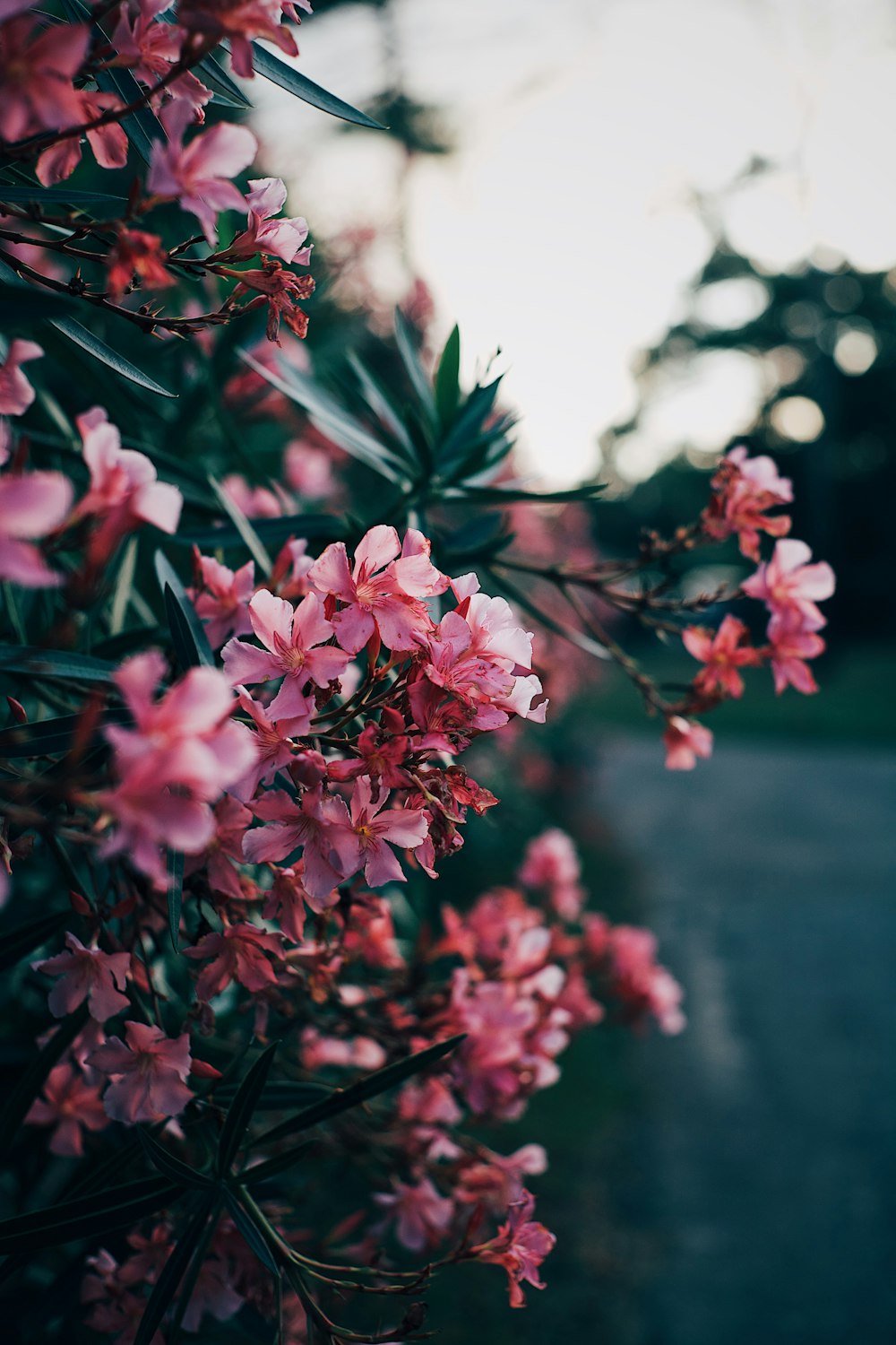 fleur à pétales roses