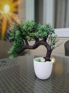 A small bonsai tree is placed in a white pot on a glass table. The tree has dense green foliage and a thick, dark trunk. The pot contains a few decorative stones. Sunlight filters through, casting a warm glow and creating a soft, peaceful ambiance.