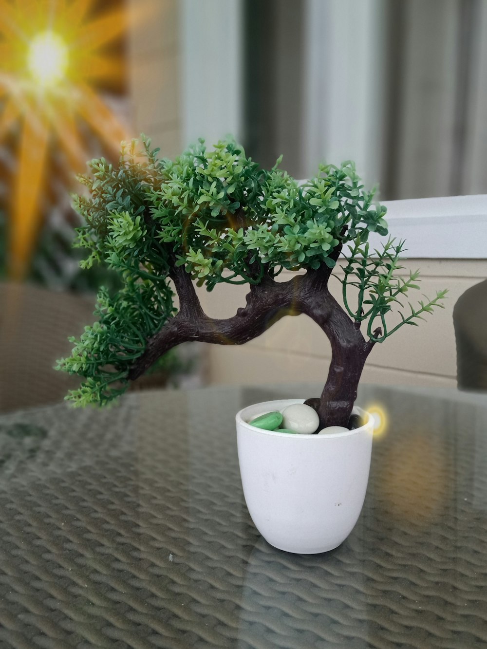 green bonsai plant in pot