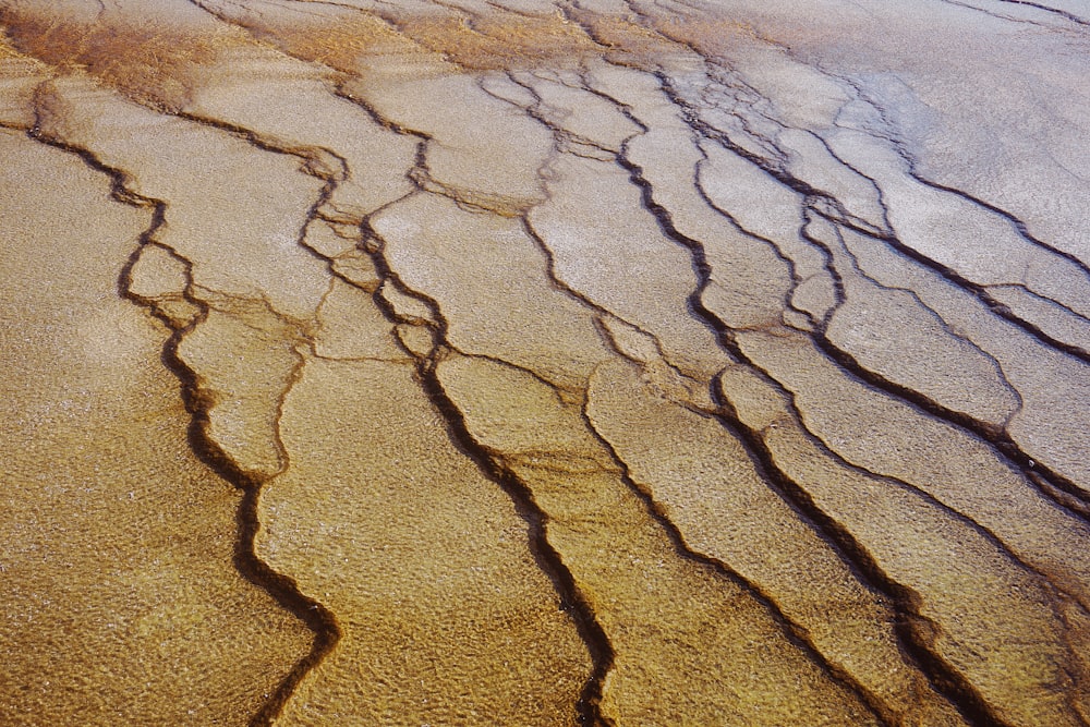 brown field