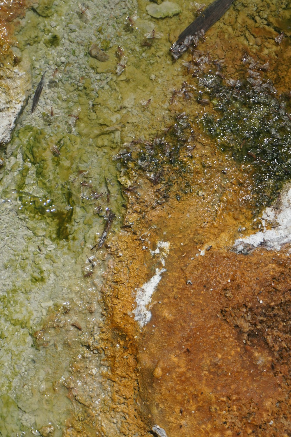 a close up of a bird on a rock