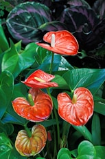 Anthurium