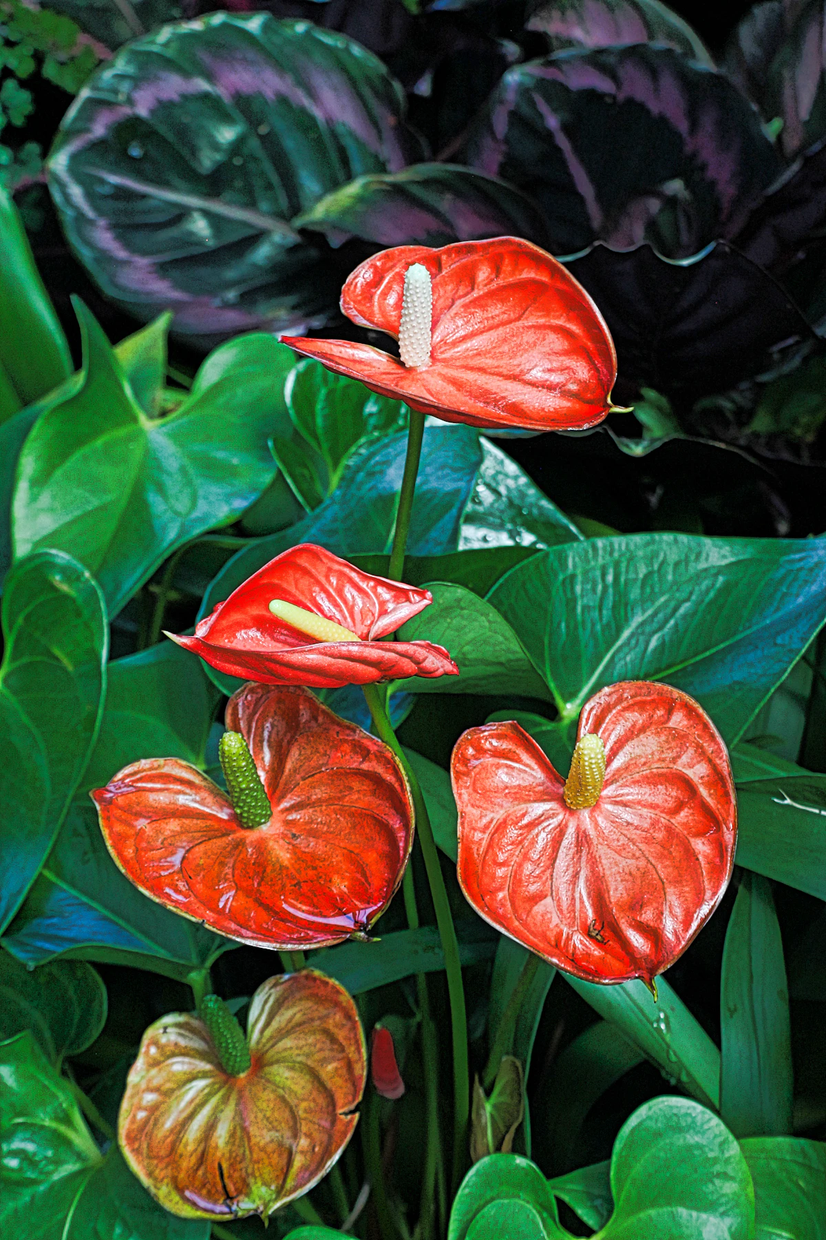 Do Orchids Sites Block AI Crawlers? 1 of 9 Do