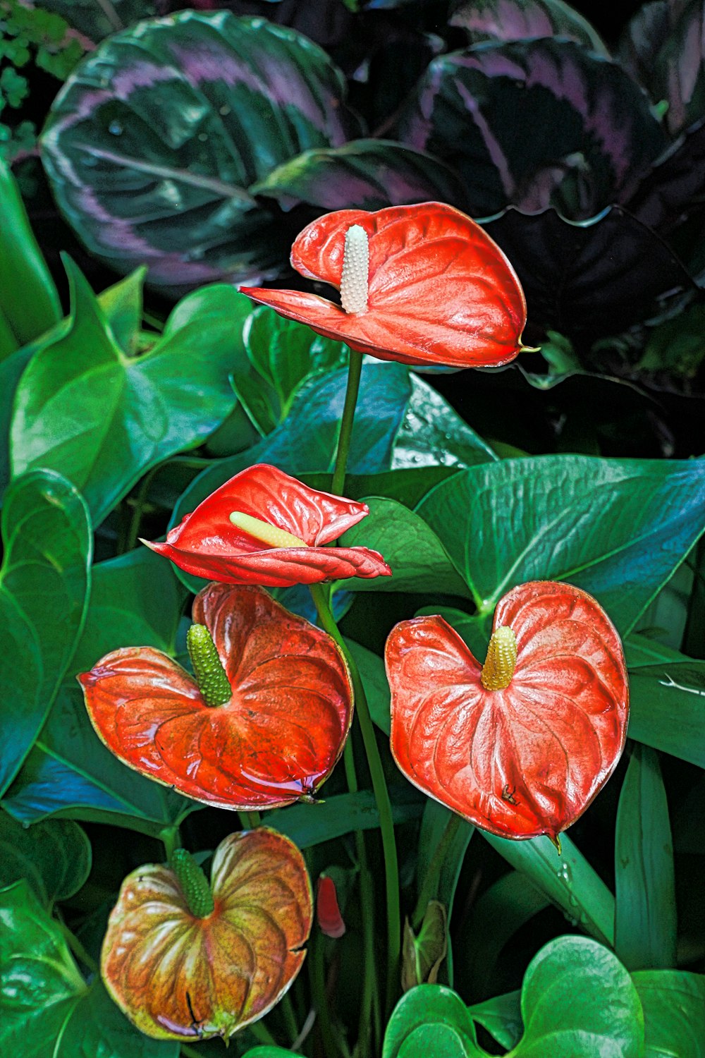 Anthurium