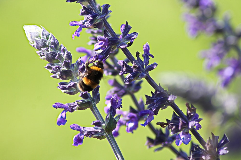black and yellow bumblebee on lavender