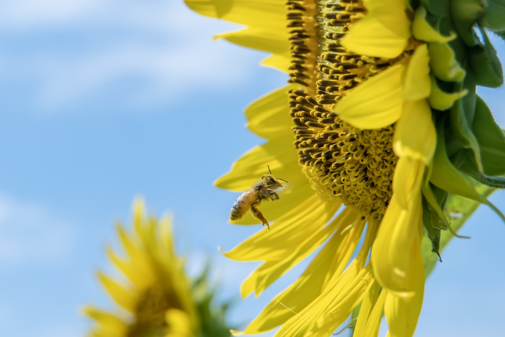 Sonnenblume mit gelben Blütenblättern