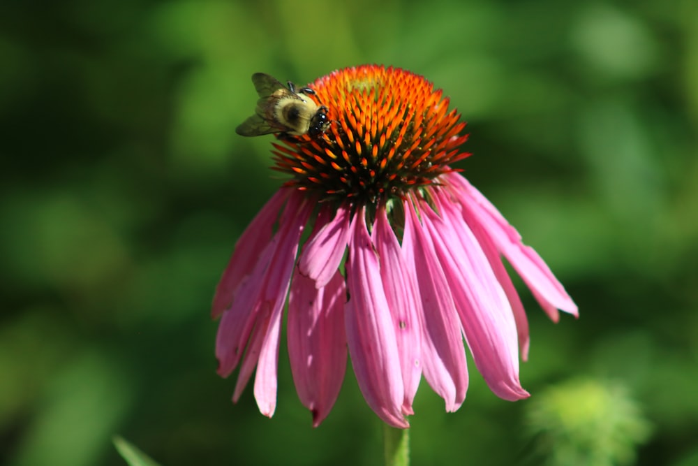 bee perching on pink petal flower