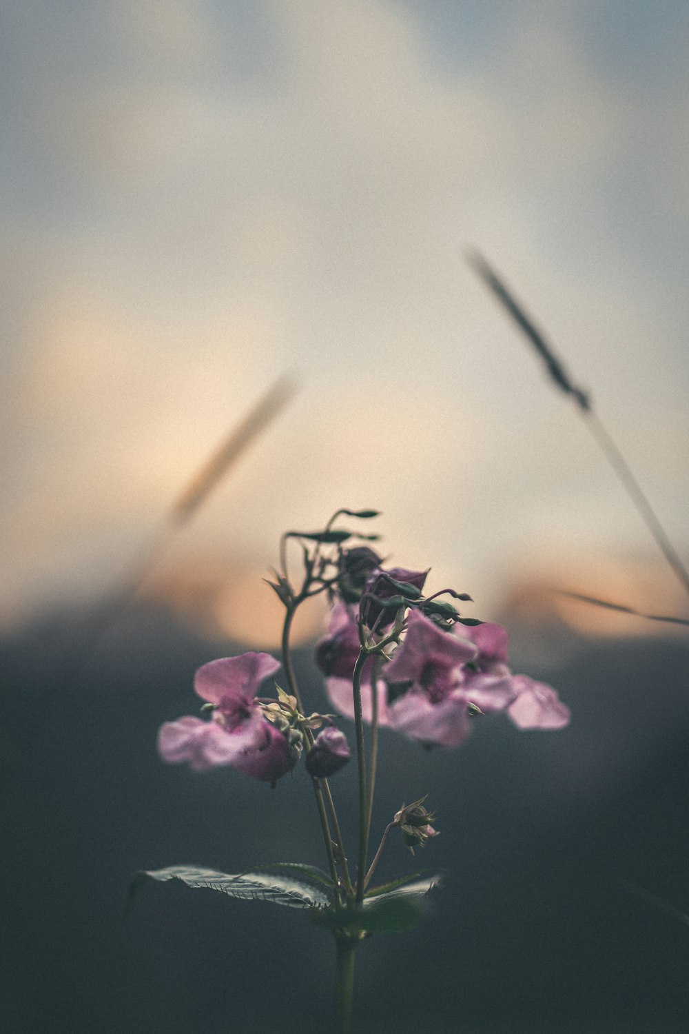 pink flowers macro photography