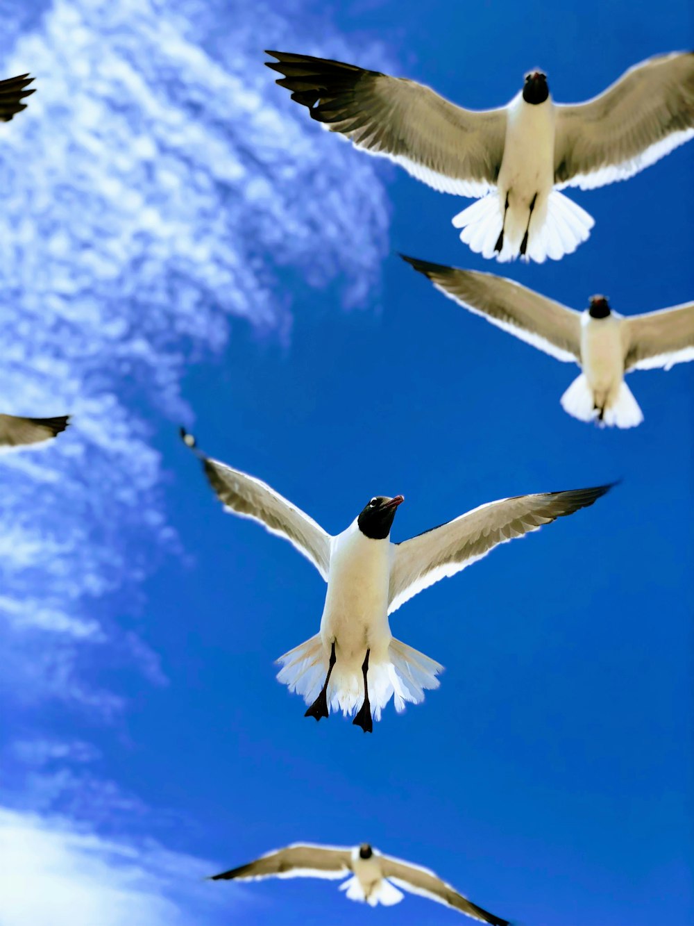 空を飛んでいる鳥の写真 Unsplashの無料青い写真