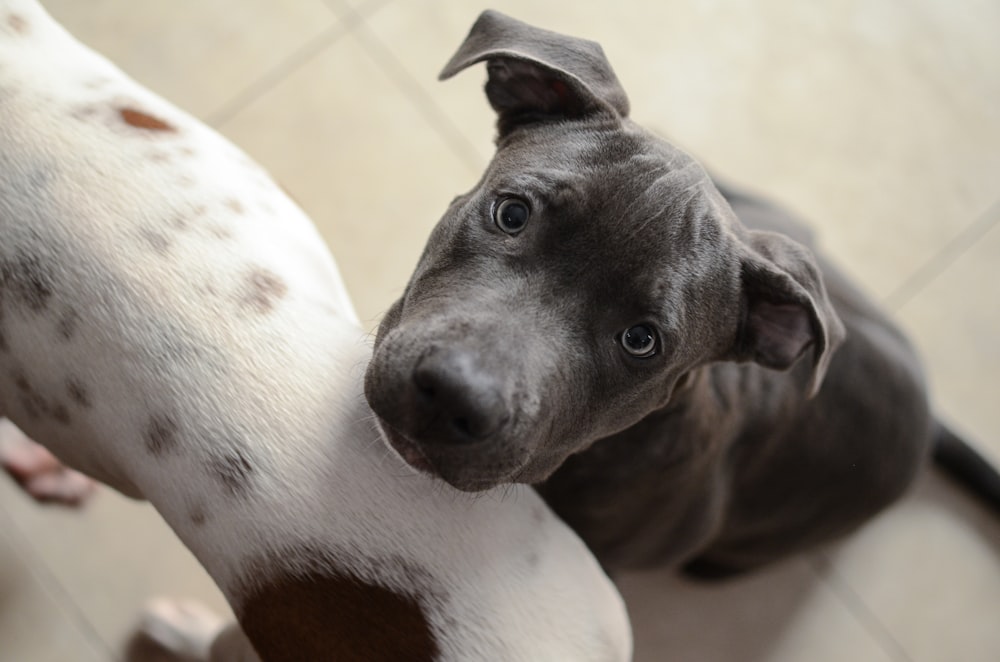 close-up photography of puppy