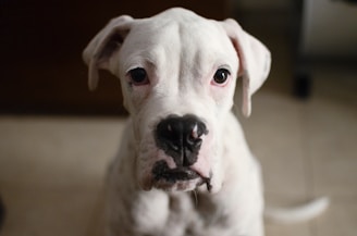 A close-up of a white dog with droopy ears and expressive eyes, possibly conveying a curious or thoughtful expression.