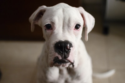 A close-up of a dog's expressive eyes, reflecting trust and gratitude.