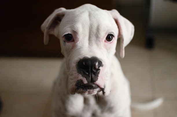 A close-up of a white dog with droopy ears and expressive eyes, possibly conveying a curious or thoughtful expression.